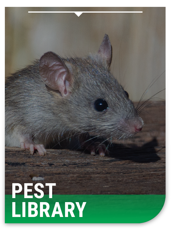 Pest Library