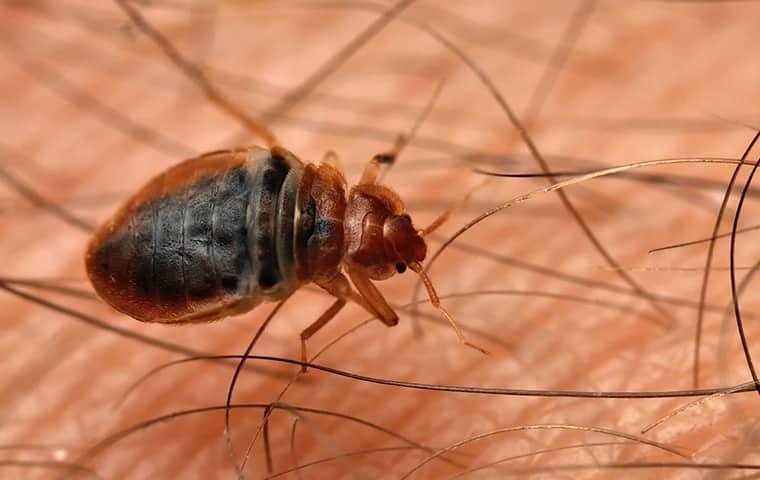 close up of bed bug on skin