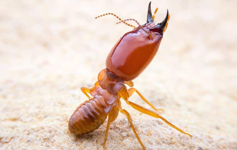 termite pest