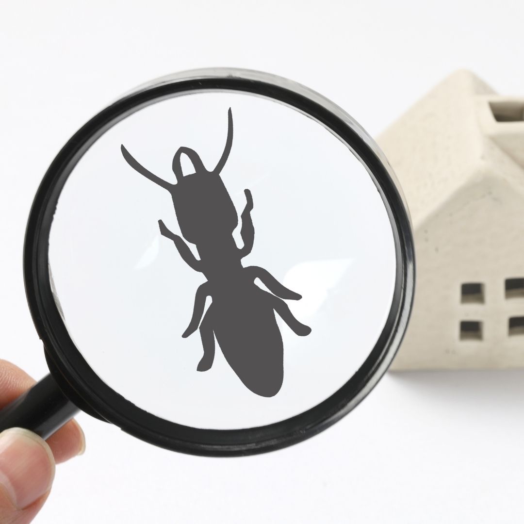 bug magnifying glass