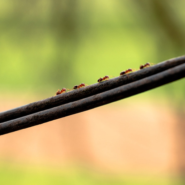 Ants on a wire