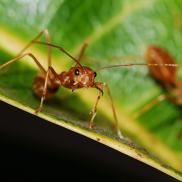 red ant on leaf