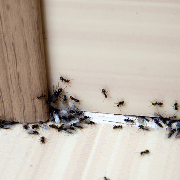 Ants sneaking under door