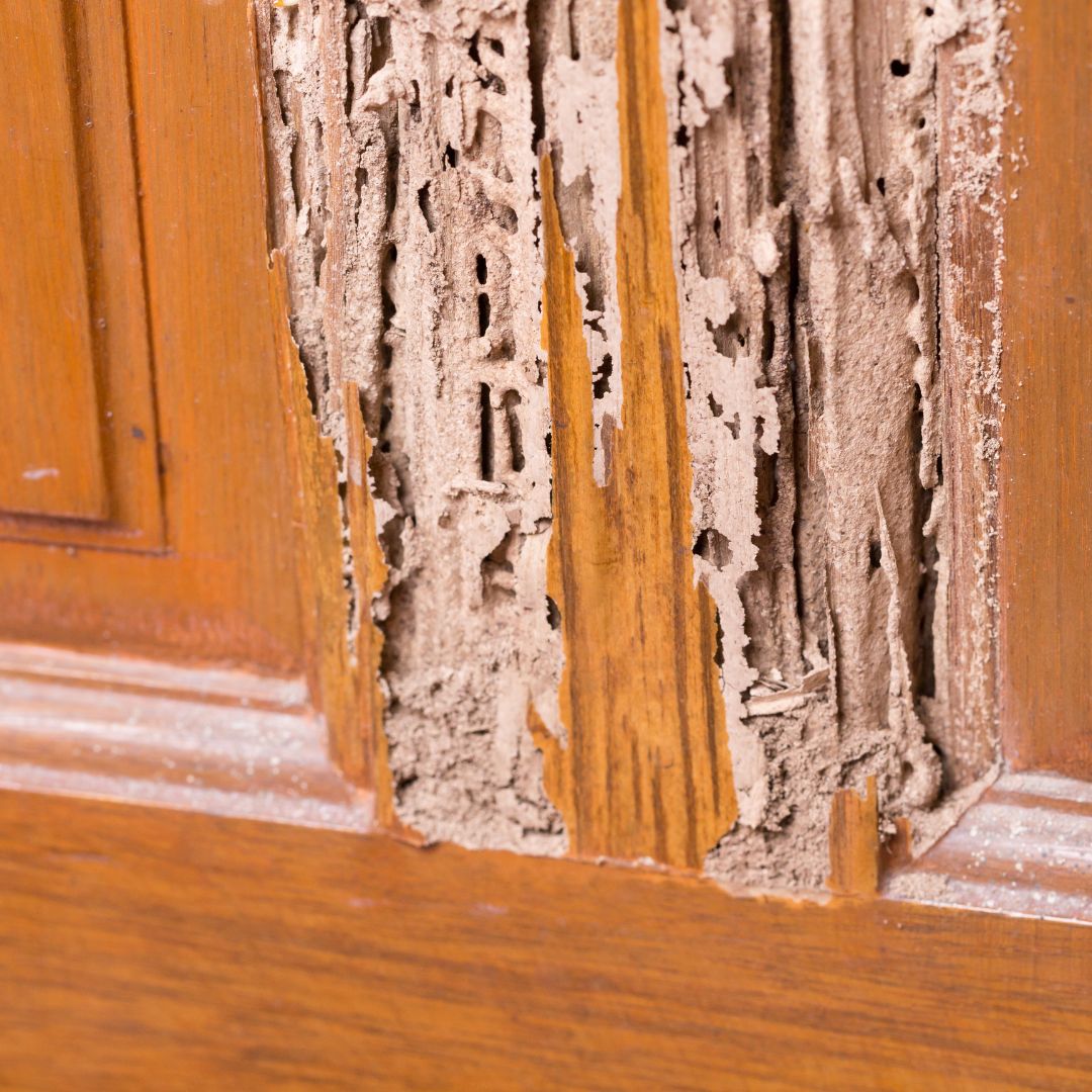 termite damage