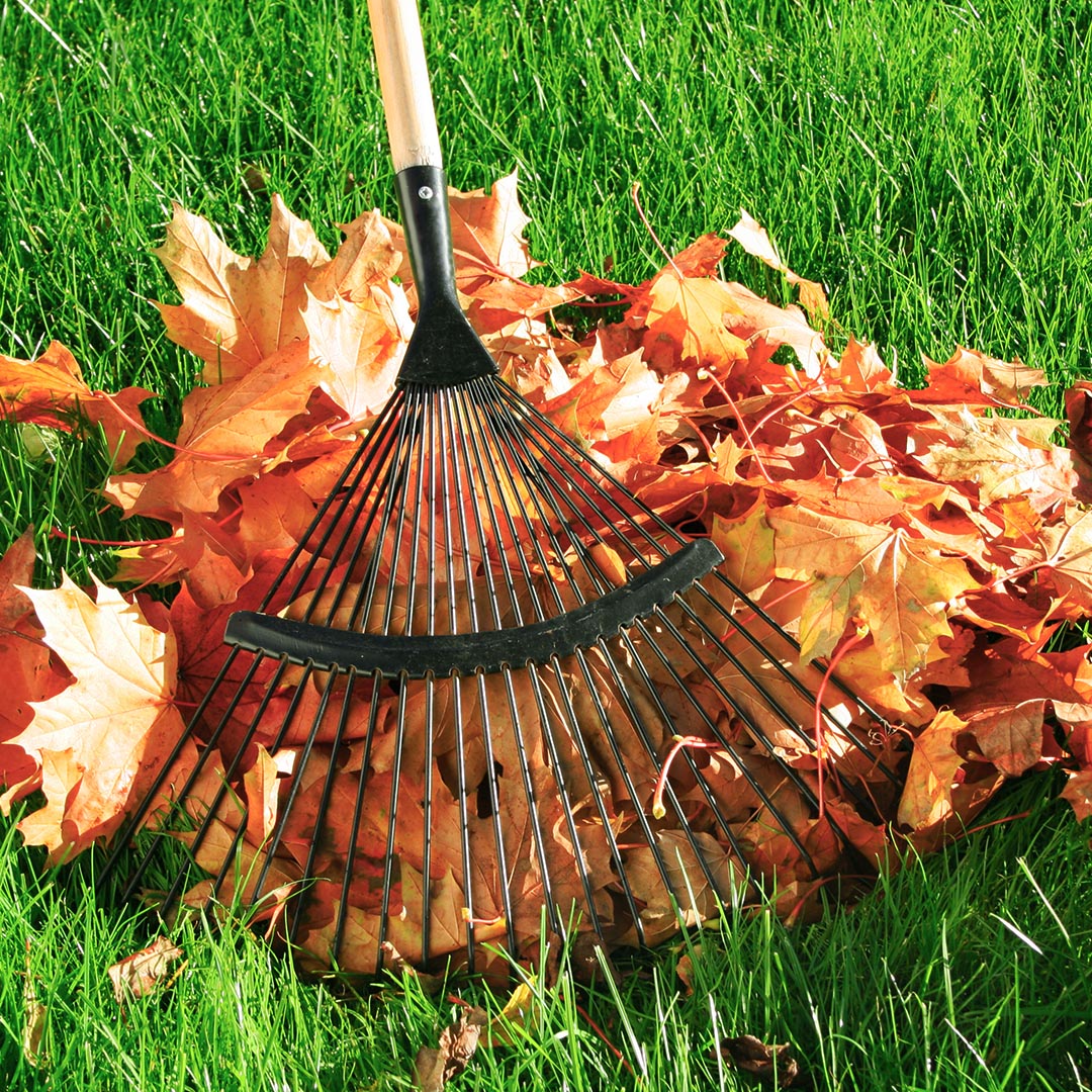 Rake and leaves on grass