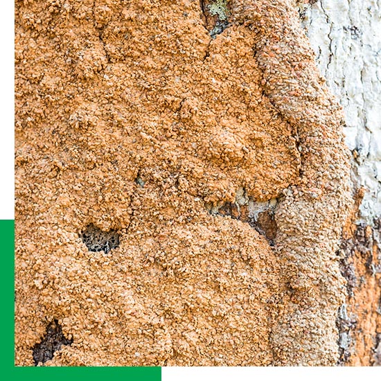 Pest Control Services in Coppell PB 50 50 Pic 1