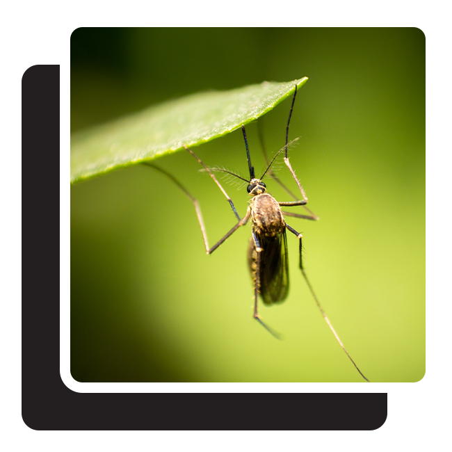 mosquito on leaf