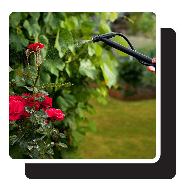 spraying for mosquitos