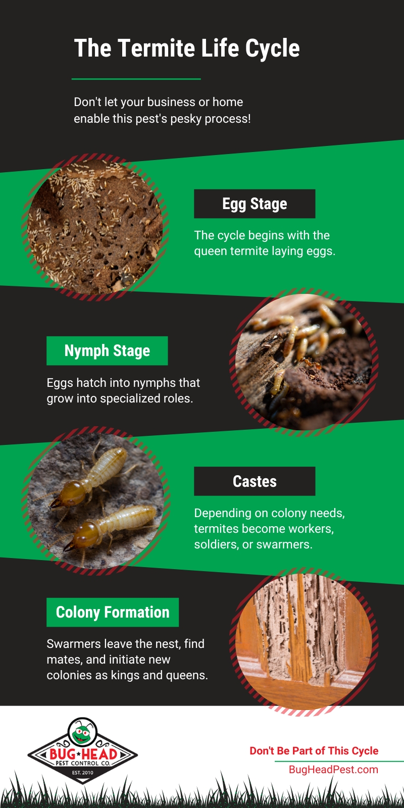 Infographic on the termite life cycle