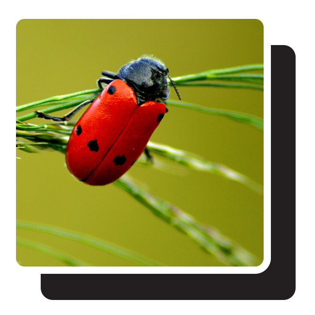 ladybug on plant