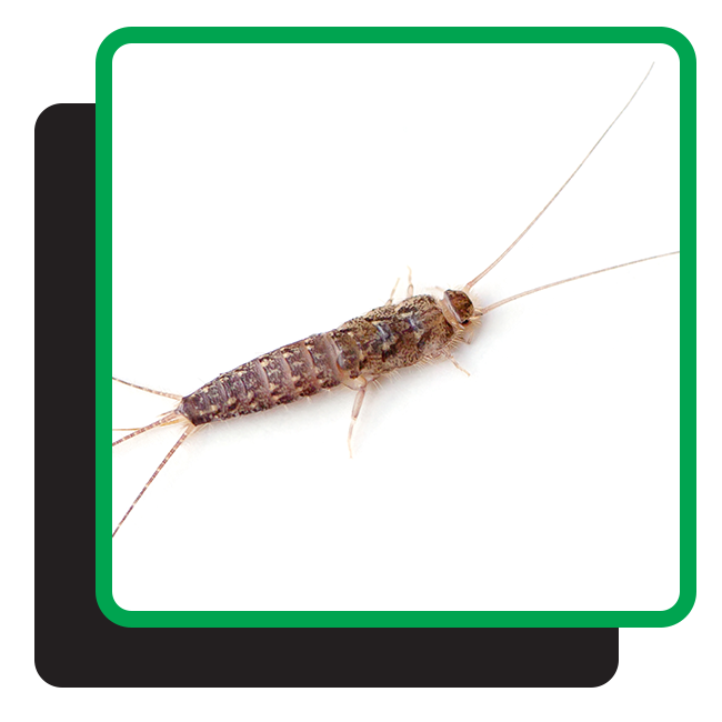 silverfish on white background