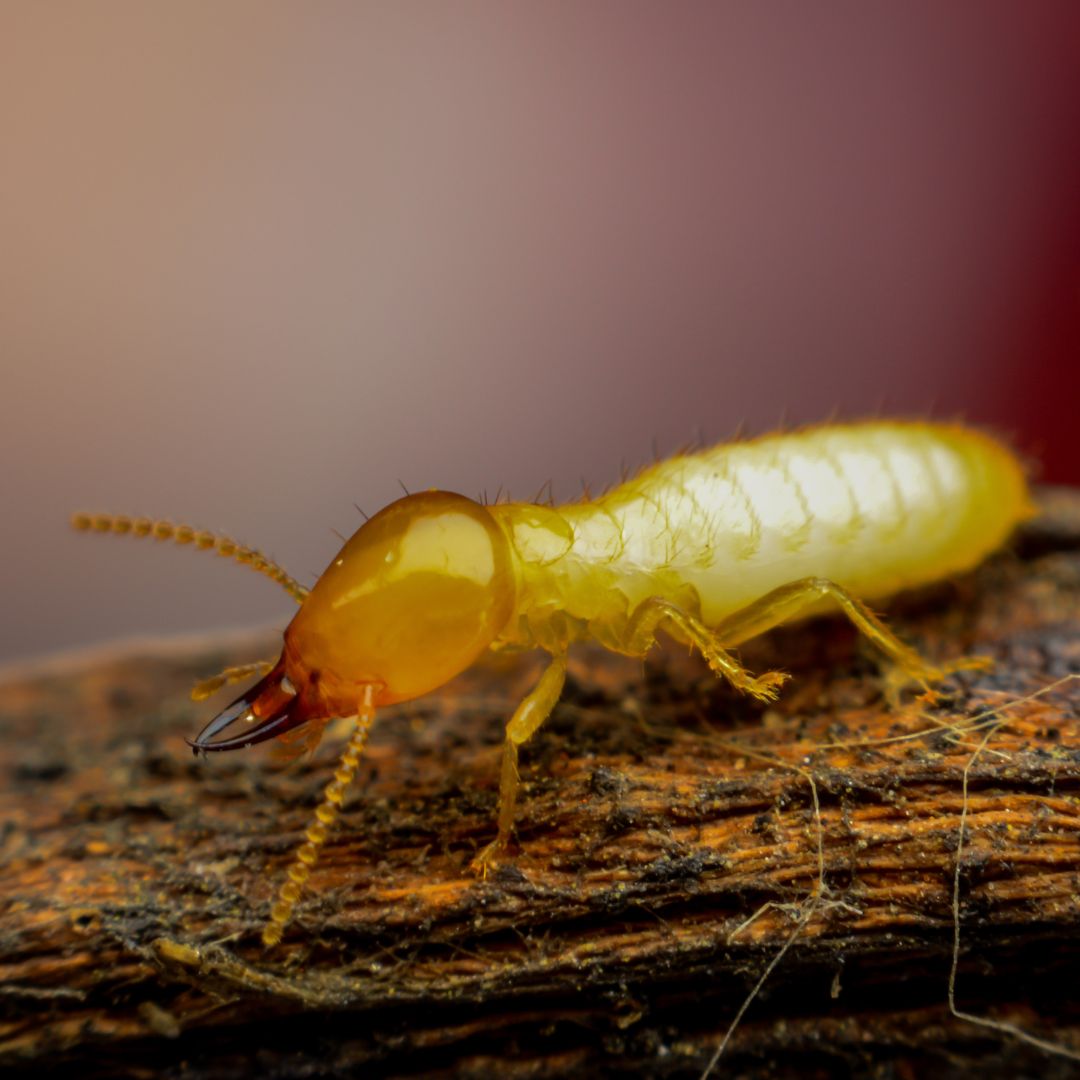 termite close-up