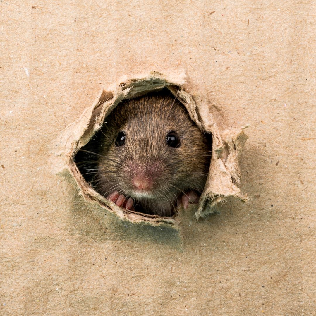 rat peeking through hole in cardboard