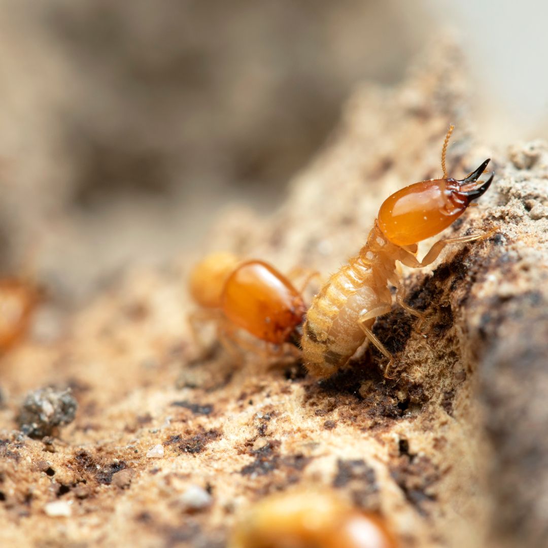 termites