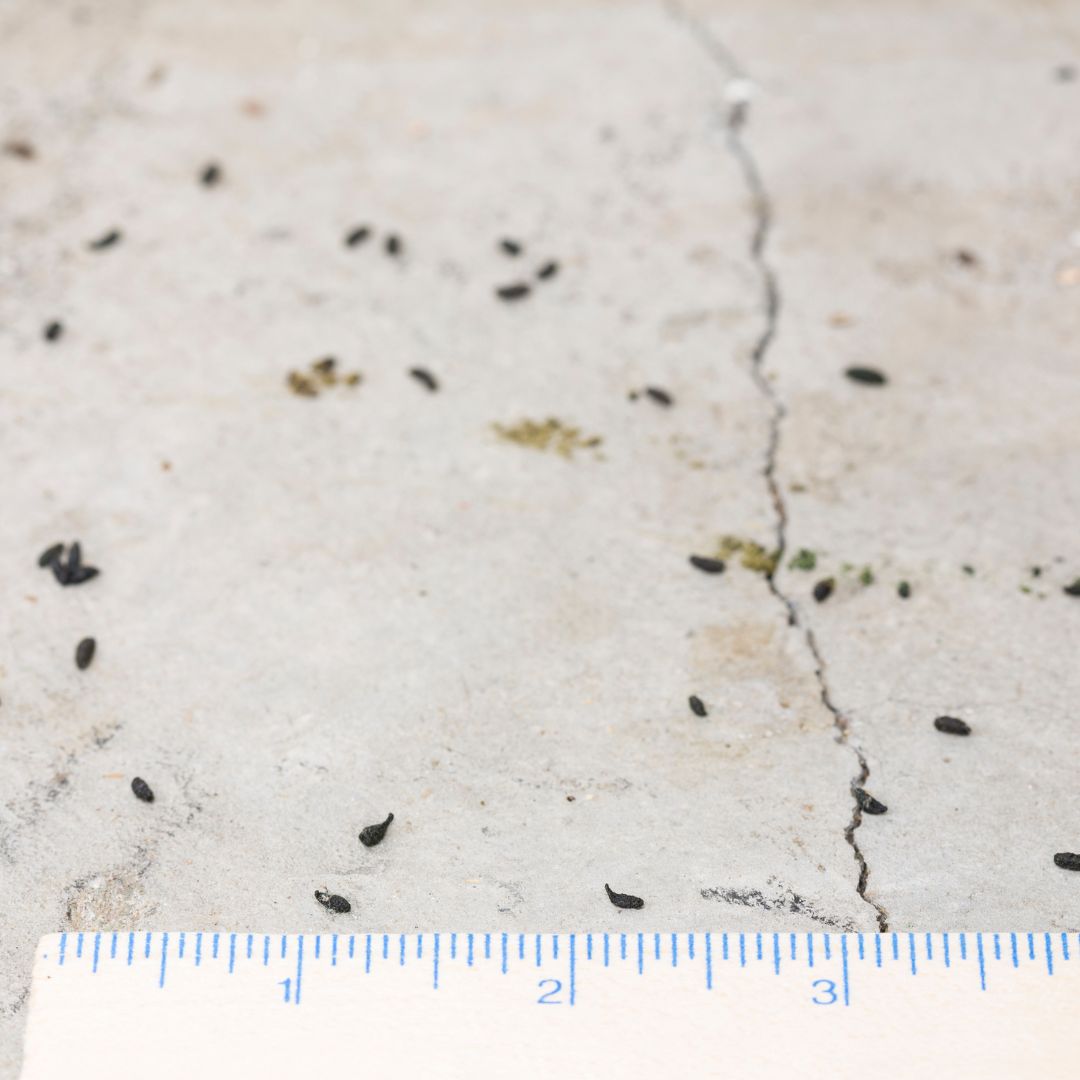 mouse droppings and ruler