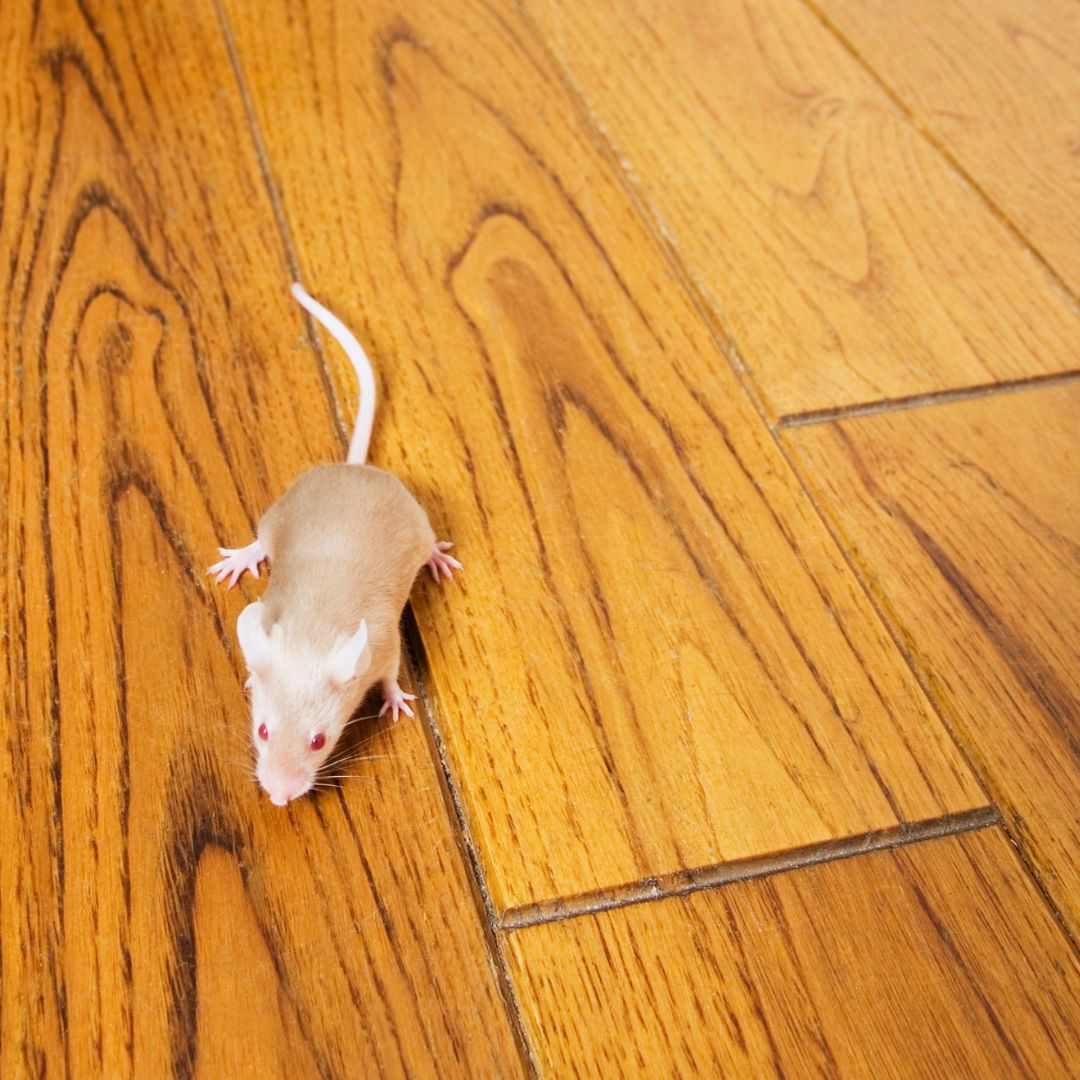 mouse on wooden floor