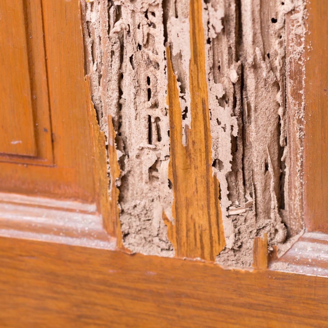 termite damage in door