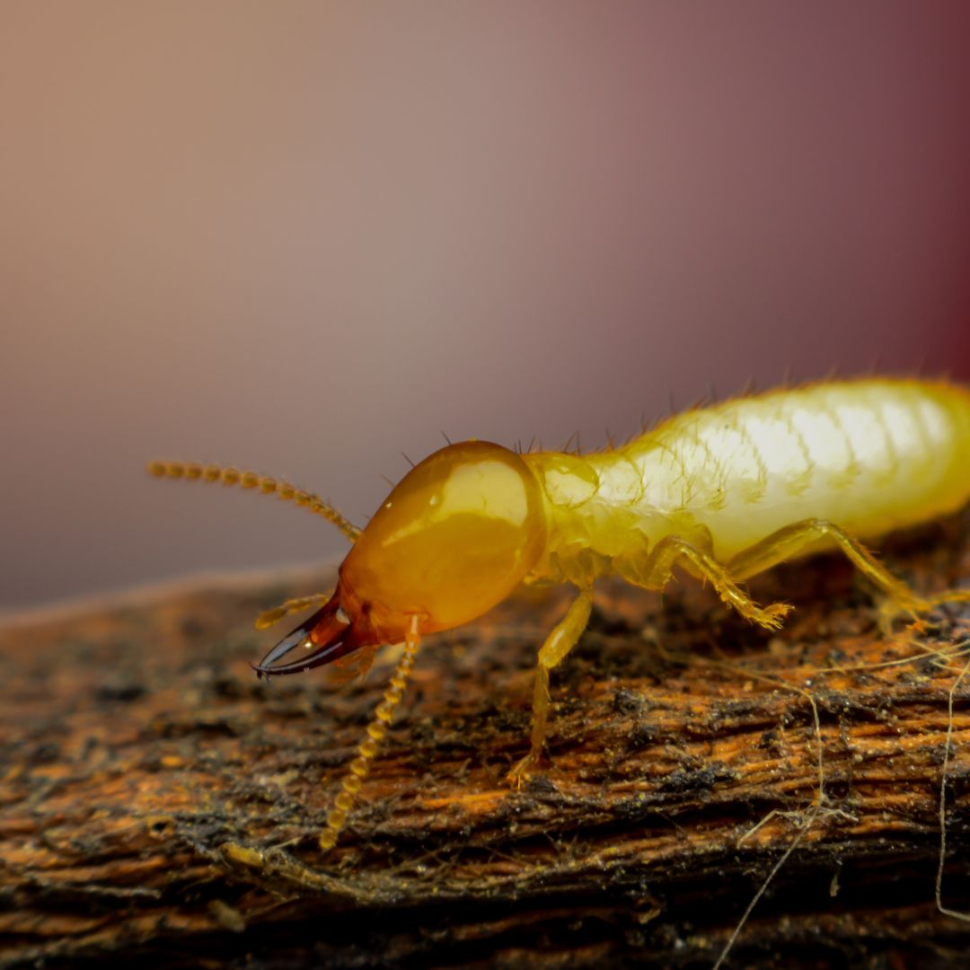 termite