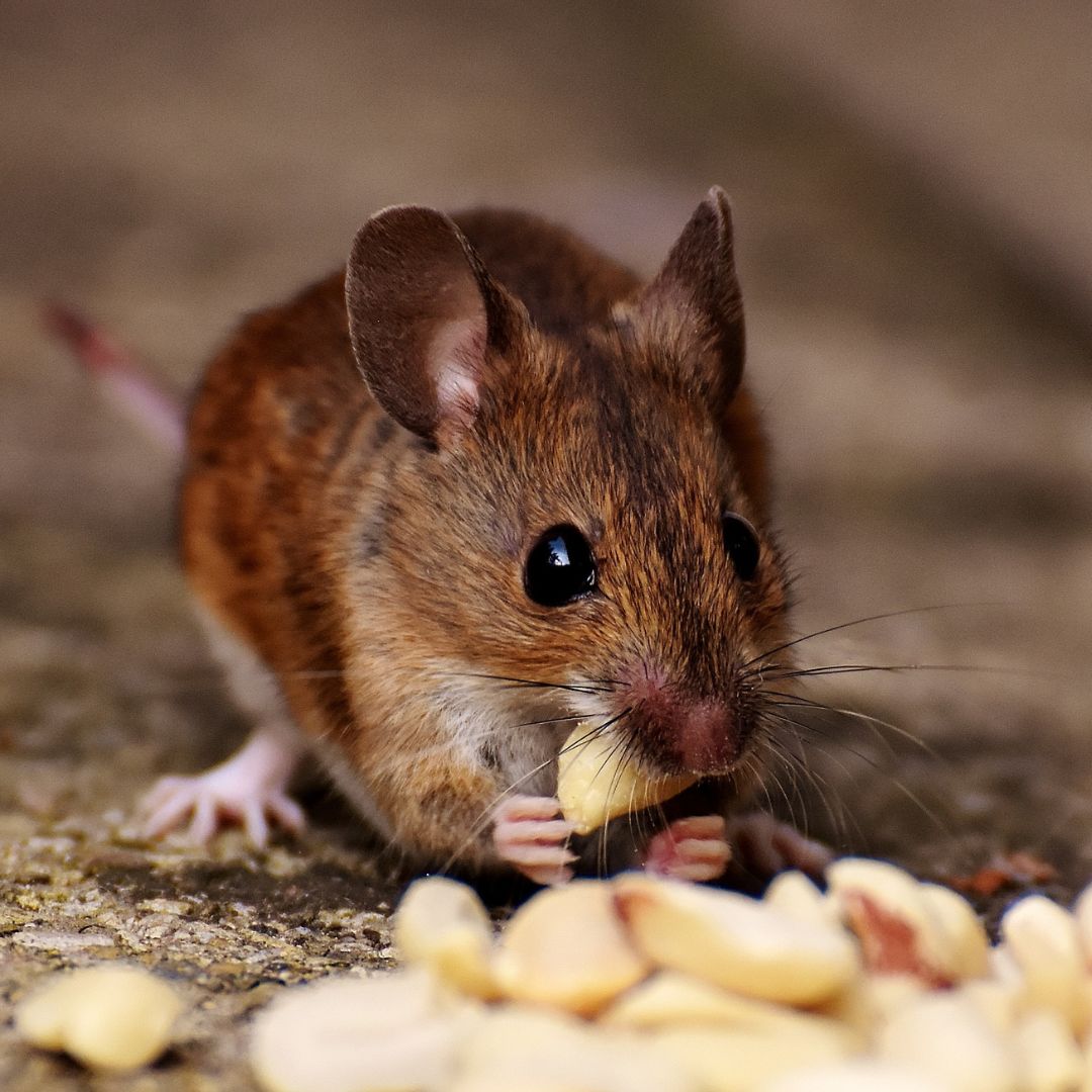 field mouse
