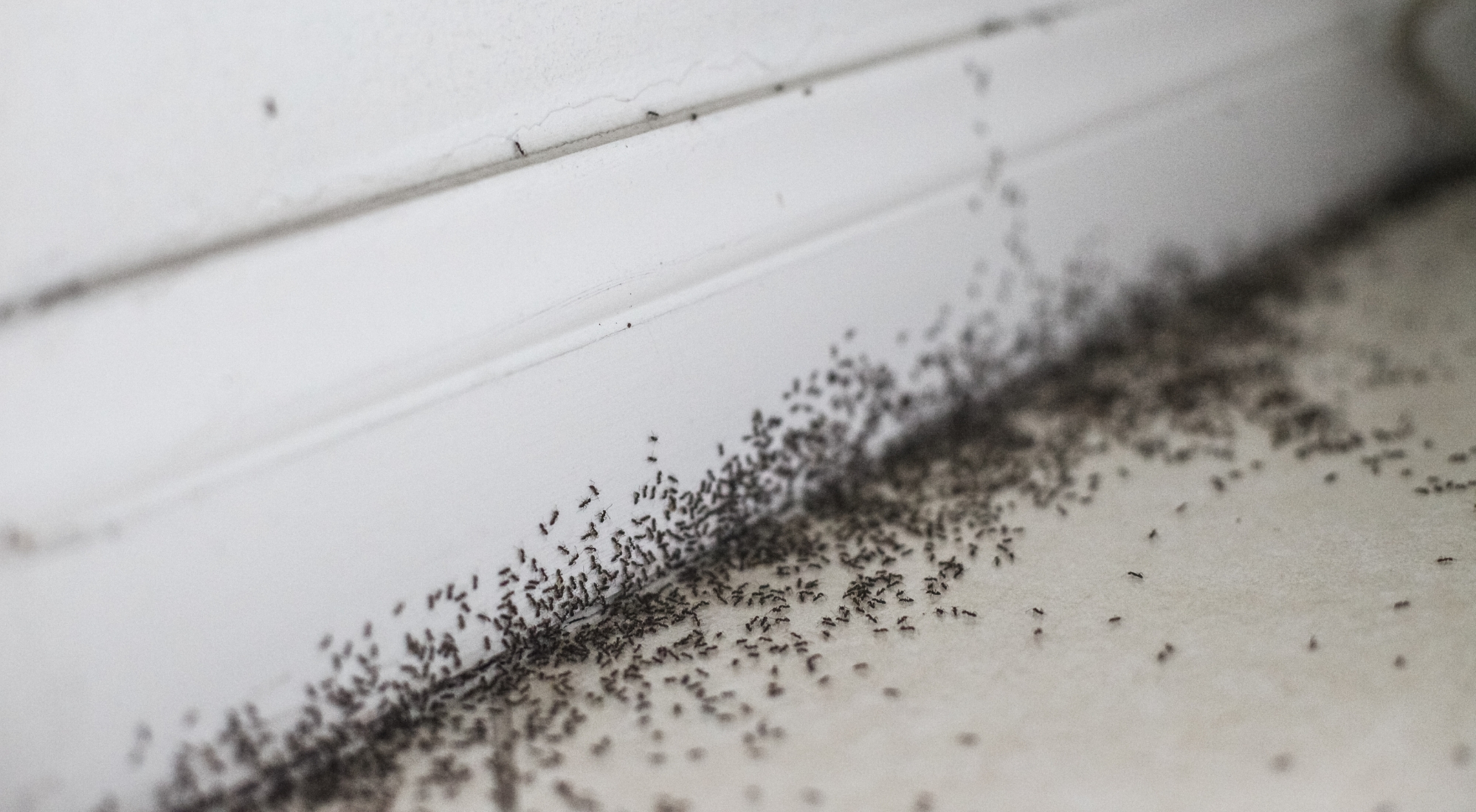 ants in home