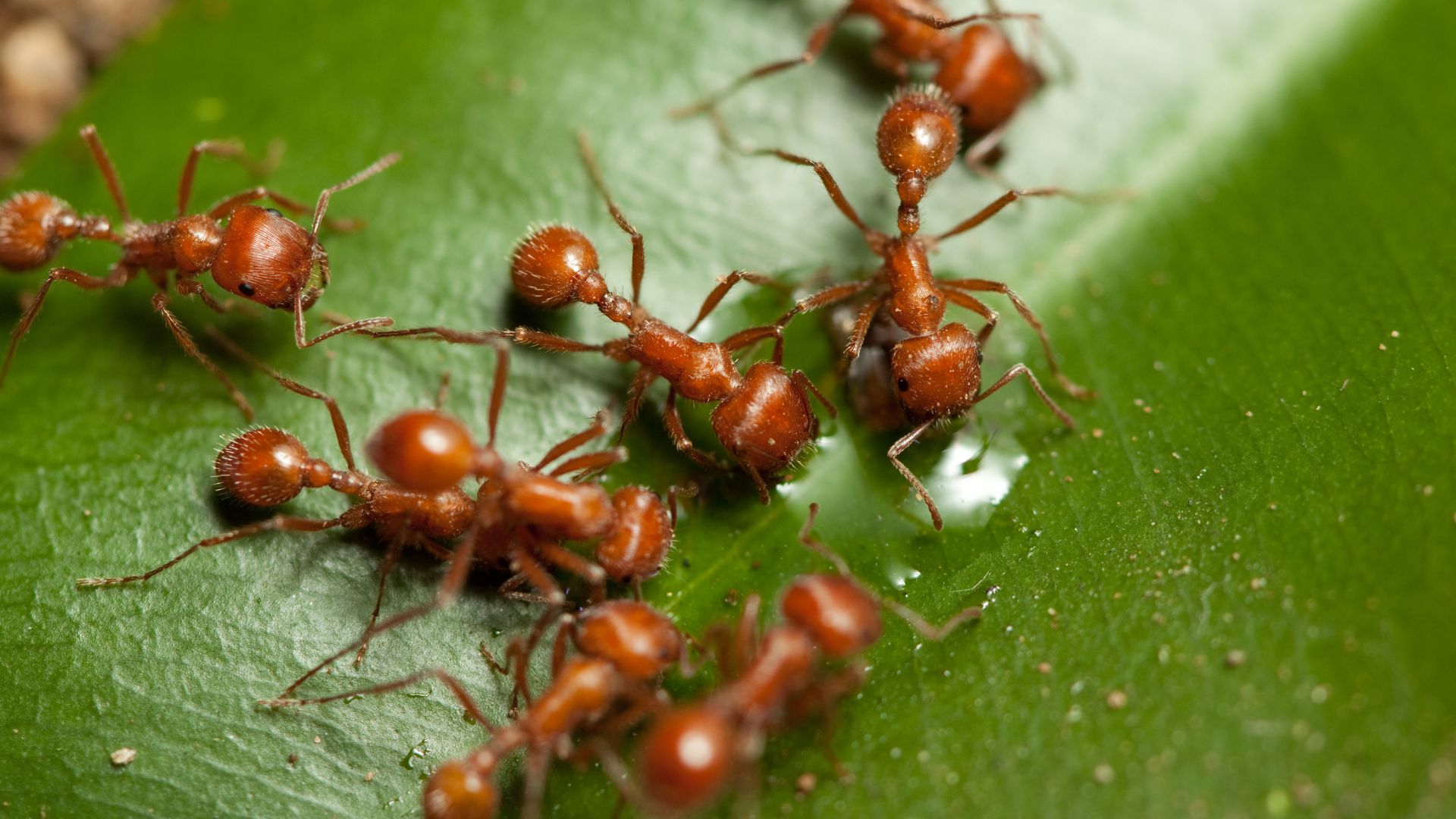 fire ants