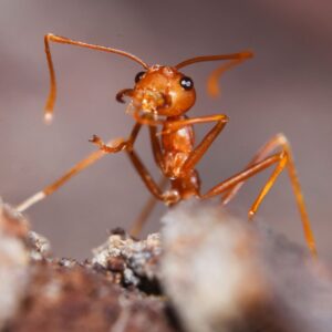 fire ants