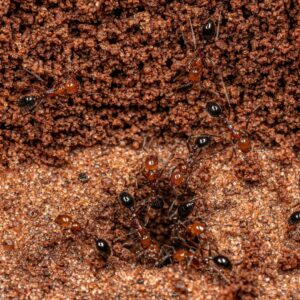 fire ants