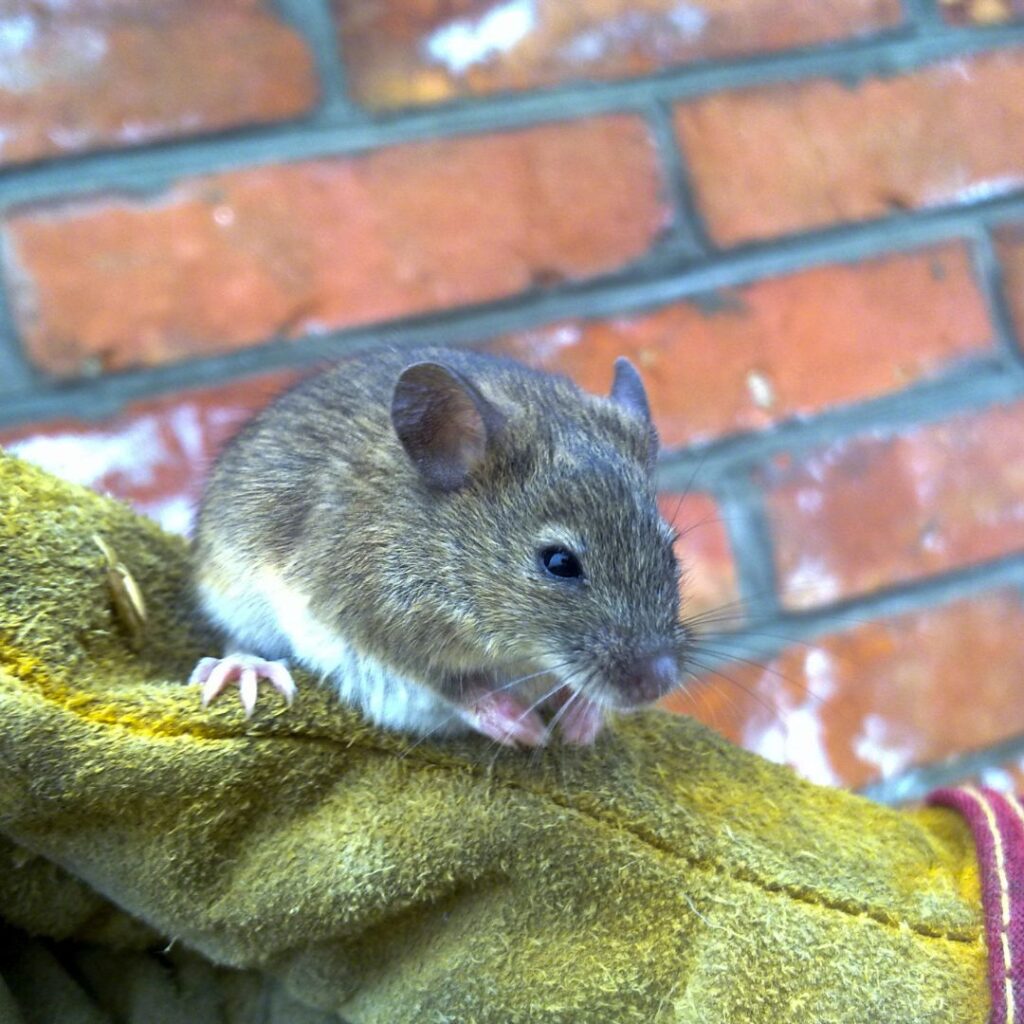 house mouse
