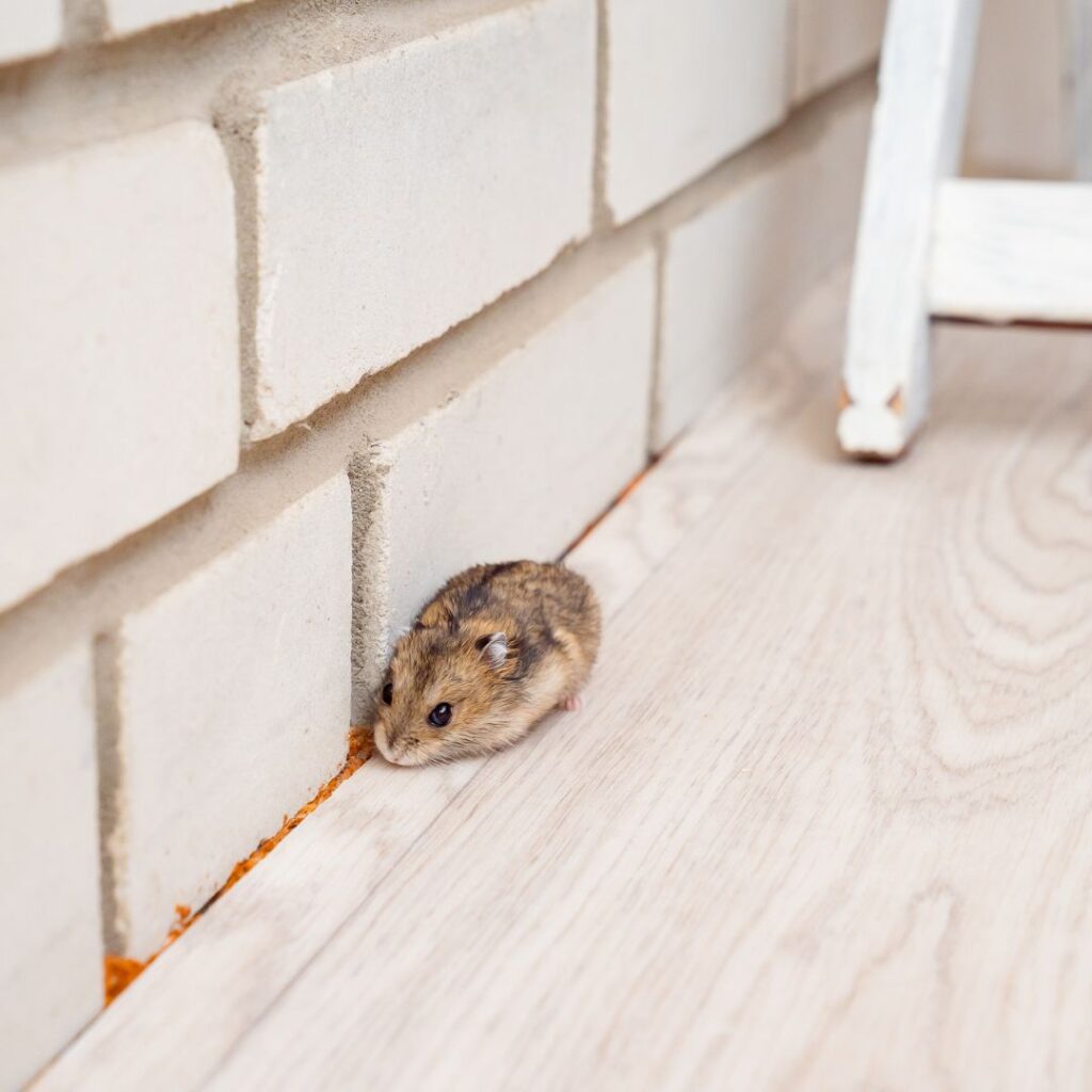 mouse in house