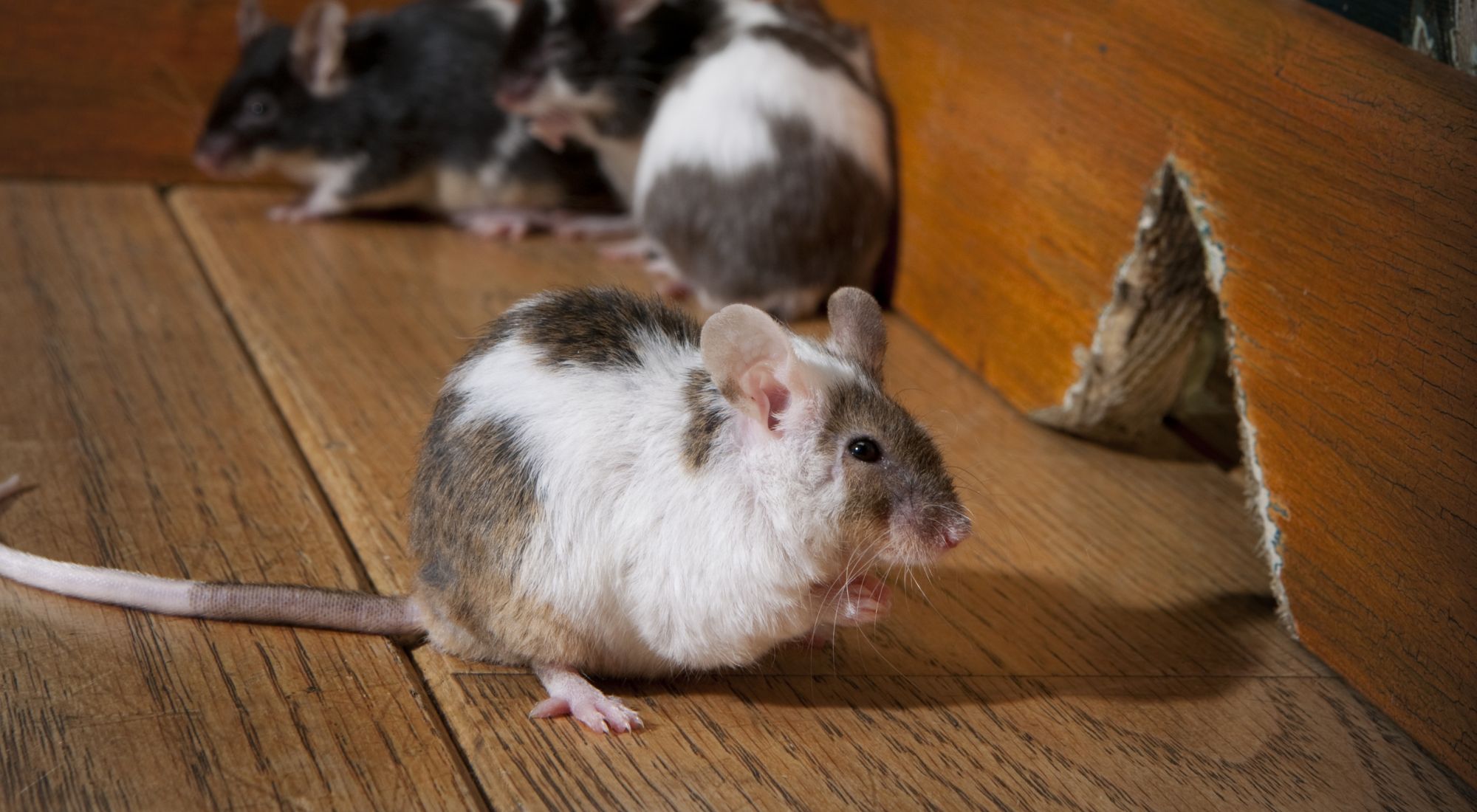 house mouse