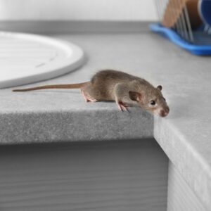 mouse on a counter