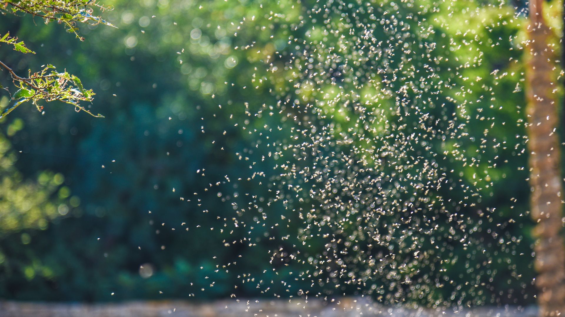 mosquitos on a screen