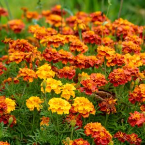 marigolds