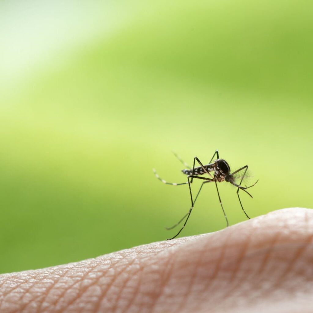 mosquito on skin