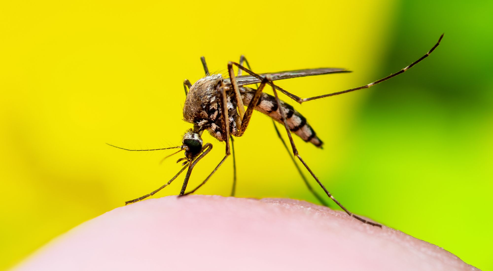 mosquito