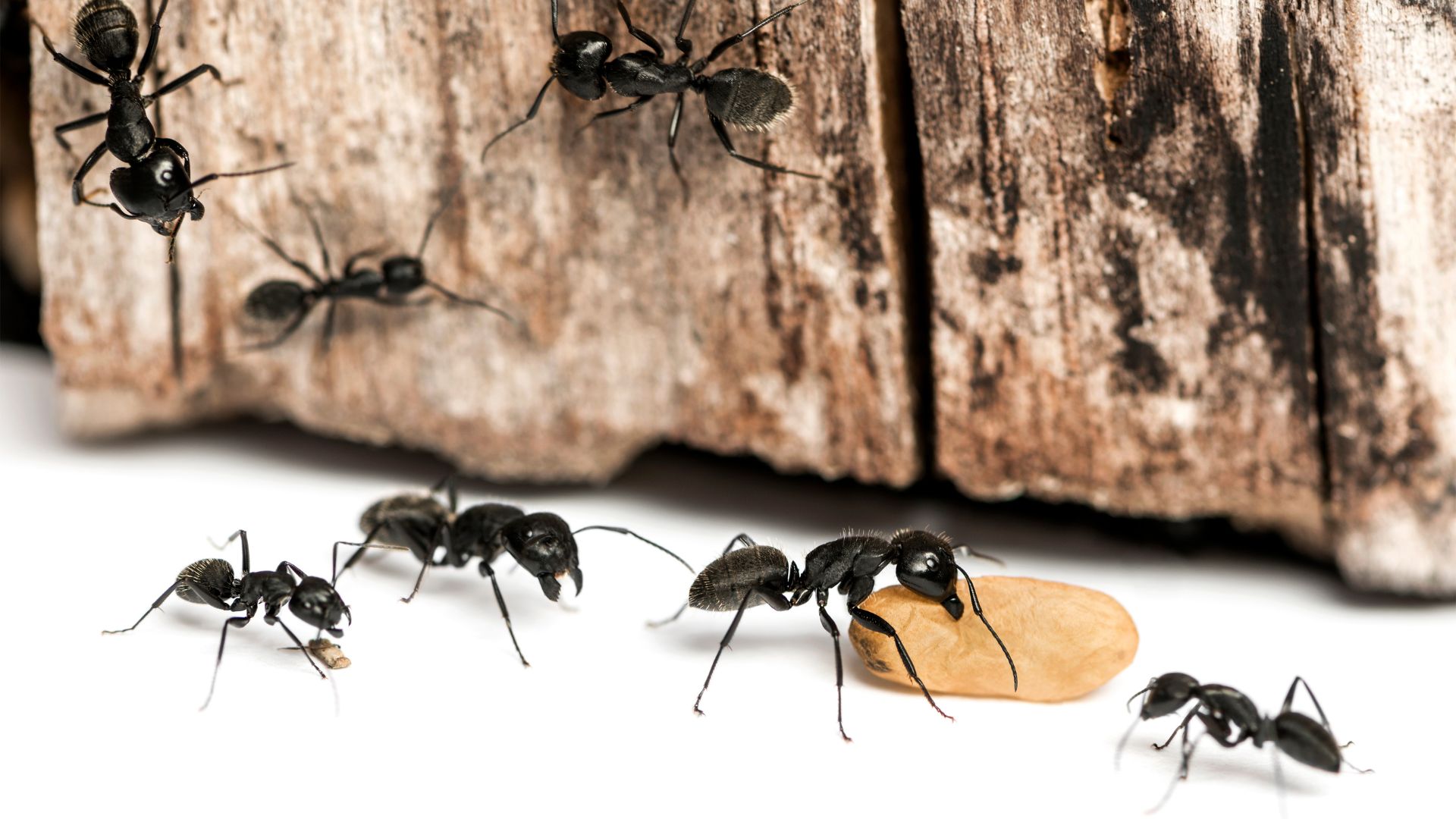 ants eating food