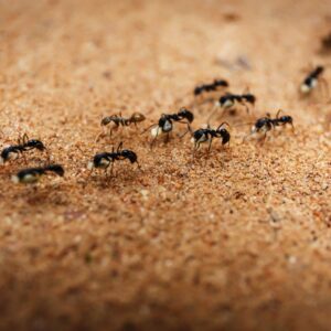 ants walking