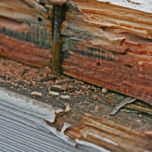 termites