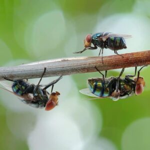 flies on a branch