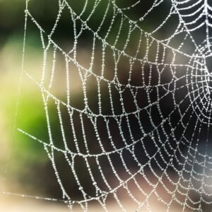 spiderweb