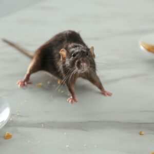 mouse