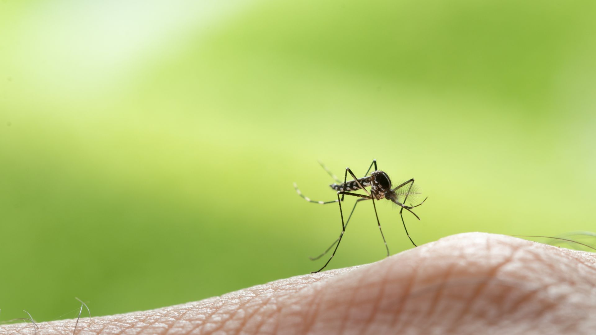 close-up of a mosquito