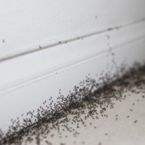ants around a home's foundation