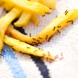 ants eating fries