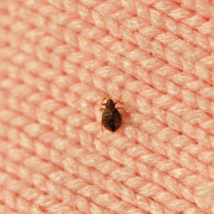 bed bug