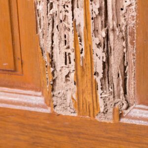 termite destruction