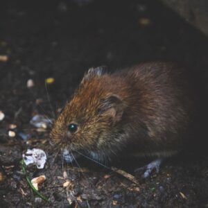 rat eating