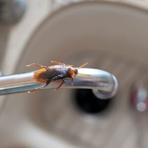 cockroach
