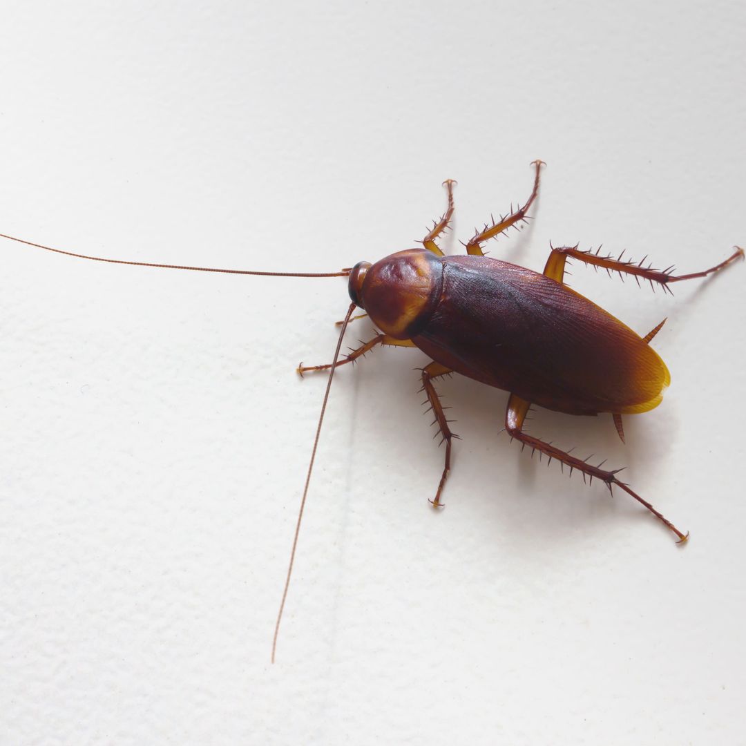 cockroach