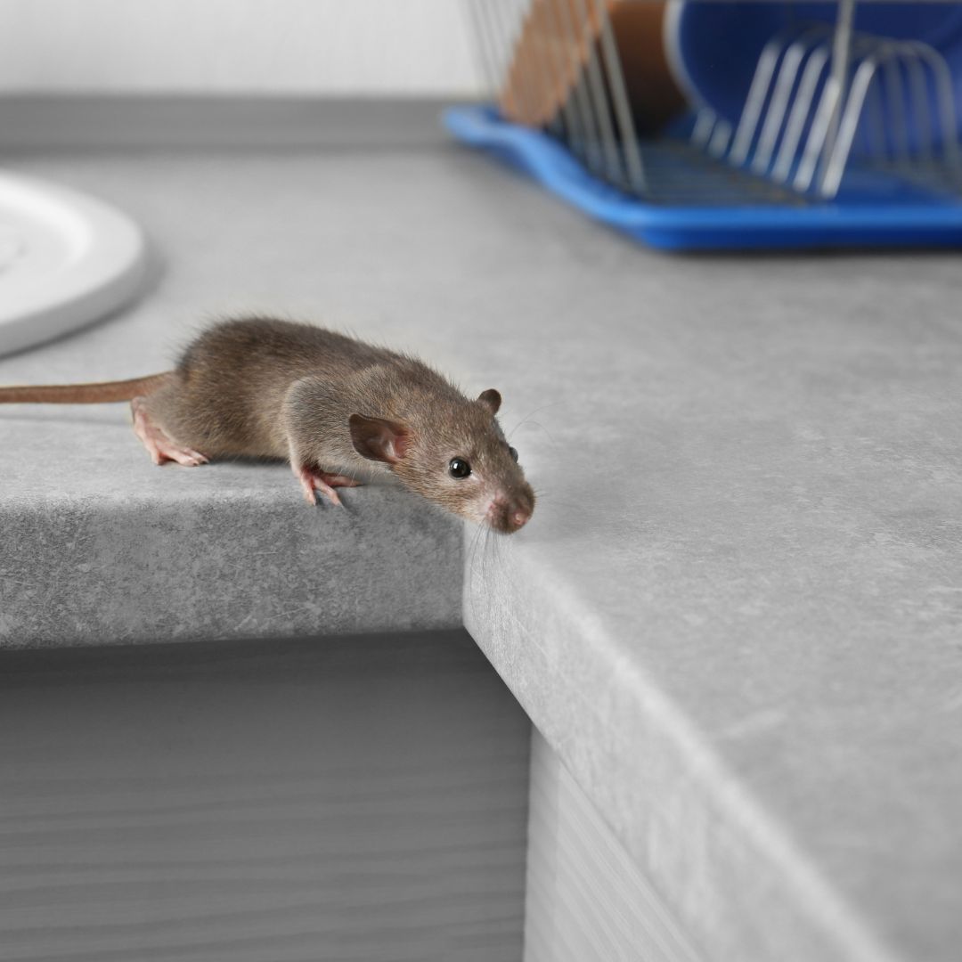 rodent